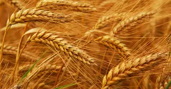 গমের স্লিপ পেলেন না কৃষক