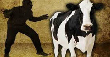 গাজীপুরে বাসযোগে গরু চুরি : আটক ৩