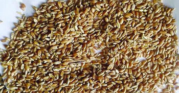 ব্রাজিলের গম আমদানিতে নিরপেক্ষ তদন্ত চেয়ে আপিল