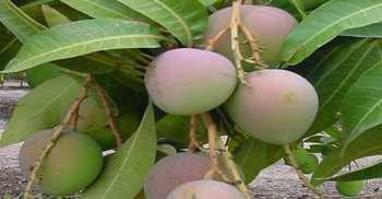 রাজশাহীতে আমের বাম্পার ফলন