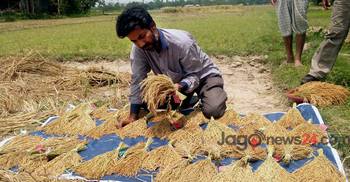 ড. নাজমুলের সবুজ বিপ্লব : বিঘায় ৫৪ মণ ধান