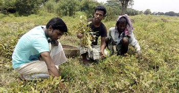 নওগাঁয় বাদাম চাষে সাফল্য