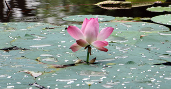 ৪৪ বছর পর জাবিতে পদ্ম ফুল