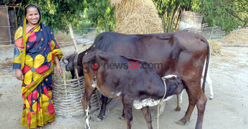 গাভী পালন করে স্বাবলম্বী তিস্তা পাড়ের মেরিনা 