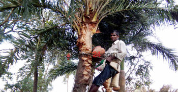 খেজুর রস সংগ্রহে ব্যস্ত নওগাঁর গাছিরা