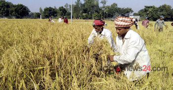 নওগাঁয় আমনের বাম্পার ফলন হলেও দাম কম