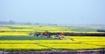 ঠাকুরগাঁওয়ে মাঠে মাঠে হলুদের সমারোহ