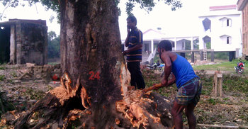 পাবনায় শতবর্ষী গাছ কাটলেন চেয়ারম্যান