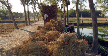 কৃষকের ধান যাচ্ছে মহাজনের গোলায়