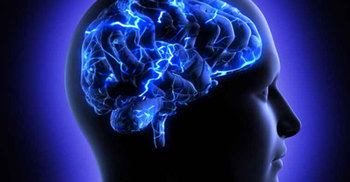 Brain can store info as much as WWW