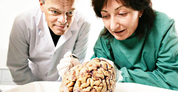 Scientists solve biological brain twister