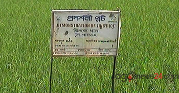 চাঁদপুরে ব্রি ধান-৬২ জাতের বীজের অধিকাংশই নষ্ট
