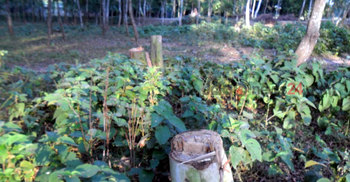 দিনাজপুরে বনভূমির ১২২ একর জমি বেদখল