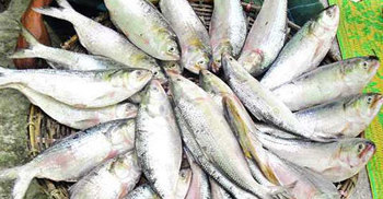 কমলনগরে ইলিশ ধরার সময় আটক ১০