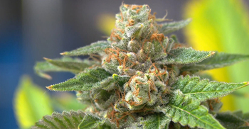 Medical marijuana may help treat migraines