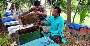 জনপ্রিয় হচ্ছে কৃত্রিম পদ্ধতিতে মধু সংগ্রহ