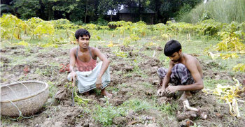 নওগাঁয় ওল চাষে লাভবান হচ্ছেন কৃষকরা