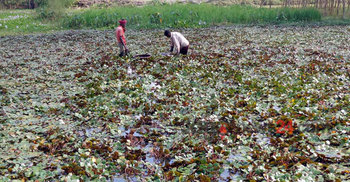 নওগাঁয় পানিফলের চাষ বেড়েছে 
