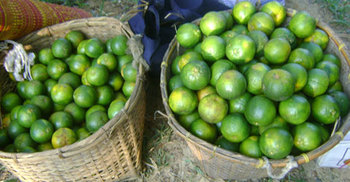 পাহাড়ি রসালো কমলা এখন বাজারে