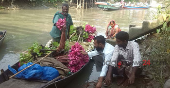 সন্ধ্যা নদীতে বসেছে ভাসমান শাপলার হাট