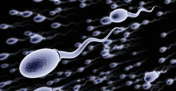 Boost sperm quality: Avoid high-fat, low protein diet 