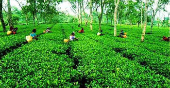 Bill for Tea labor’s welfare passed