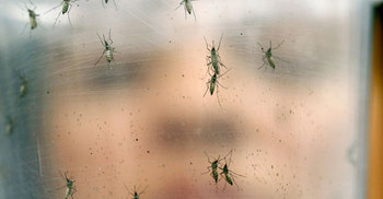 Zika virus spreading explosively: WHO