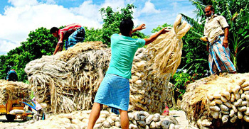Ban on raw jute export