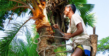 দম ফেলার সময় নেই গাছিদের