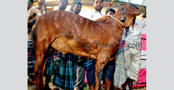 খাসি বিক্রি হলো ৪০ হাজার টাকায়