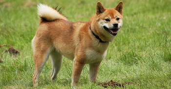 বি. বাড়িয়ায় বেড়েছে পাগলা কুকুরের উৎপাত