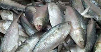 ইলিশ মাছ ধরার দায়ে আট জেলের দণ্ড