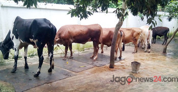 ঈদের বাজার ধরতে ব্যস্ত খামারিরা