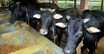 যশোরে কোরবানির বাজারে ৯০ হাজার পশু