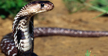 নওগাঁয় সাপের কামড়ে মামী-ভাগ্নের মৃত্যু