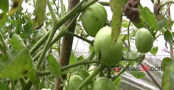 মাগুরায় গ্রীষ্মকালীন টমেটো চাষ বাড়ছে