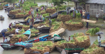 সন্ধ্যার পাড়ে জমে উঠেছে আমনের হাট