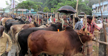 হবিগঞ্জে জমছে না পশুর হাট