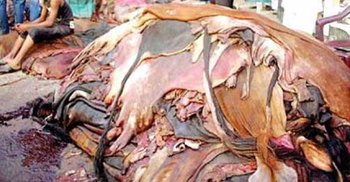 ফেনীতে চামড়া পাচার রোধে কঠোর অবস্থানে বিজিবি