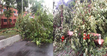 ঈশ্বরদী ইপিজেডের গাছ কর্তন