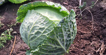 The great cabbage myth