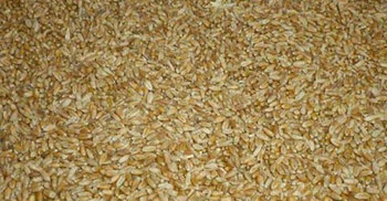 দুই লাখ মেট্রিক টন গম কিনবে সরকার