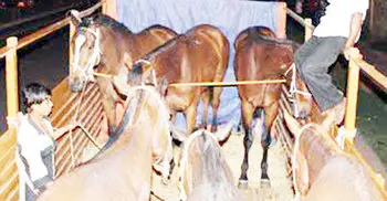 দেড় লাখ মার্কিন ডলার মূল্যের ১৪টি ঘোড়া আমদানি