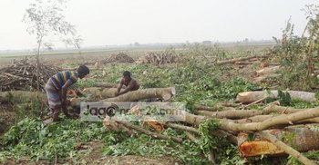 ঝিনাইদহে কয়েক হাজার গাছ কর্তন