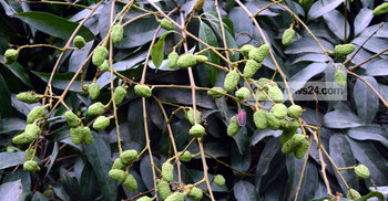 দিনাজপুরে লিচু উৎপাদনে হাজার কোটি টাকার লক্ষ্যমাত্রা