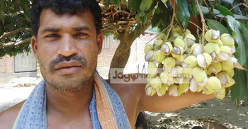 খরায় লিচু চাষীদের মাথায় হাত