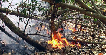 সুন্দরবনে আগুন: নিয়ন্ত্রণে দমকল বাহিনীর ৩টি ইউনিট কাজ করছে