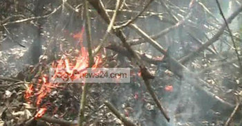 সুন্দরবনে আগুনে পুড়ছে সুন্দরীসহ মূল্যবান উদ্ভিদ : গ্রেফতার ১