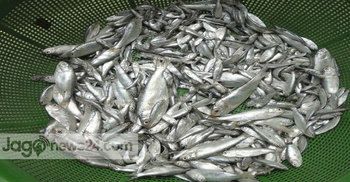 পিরোজপুরে চলছে ইলিশসহ পোনা মাছ নিধনের মহোৎসব 