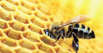 Science in 140 characters: Bee junk food
